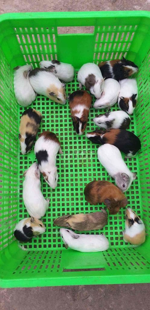 Chuột lang Việt Nhiều màu Nhỏ/Lớn. Mua bán Thú cưng khác tại Thành phố Tân An Long An được đăng bởi Quỳnh Vy hình 1
