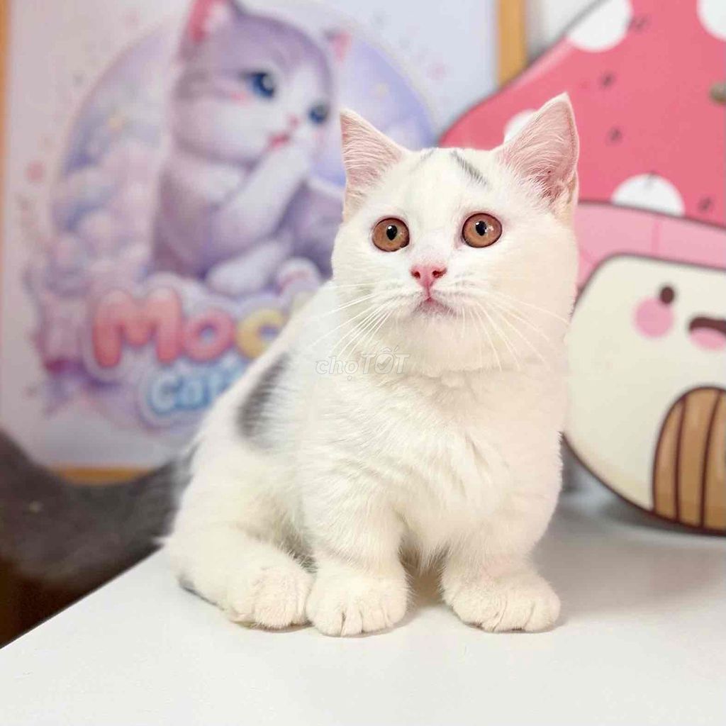 Mèo Anh chân ngắn bicolor. Mua bán Mèo tại Thành phố Thủ Đức Tp Hồ Chí Minh được đăng bởi Mochi  hình 1