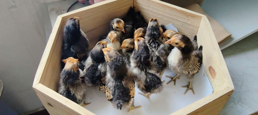 Gà Vảy Cá đồng 14 con đã tiêm. Mua bán Gà tại Quận 12 Tp Hồ Chí Minh được đăng bởi Gà Kiểng Sài Gòn  hình 1