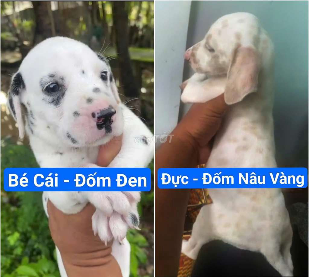 Bán Cặp Cái Đốm Đen- Đực Đốm Nâu Vàng màu đặc biệt