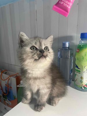 Mèo Anh Xám trắng Tabby 2 tháng tuổi