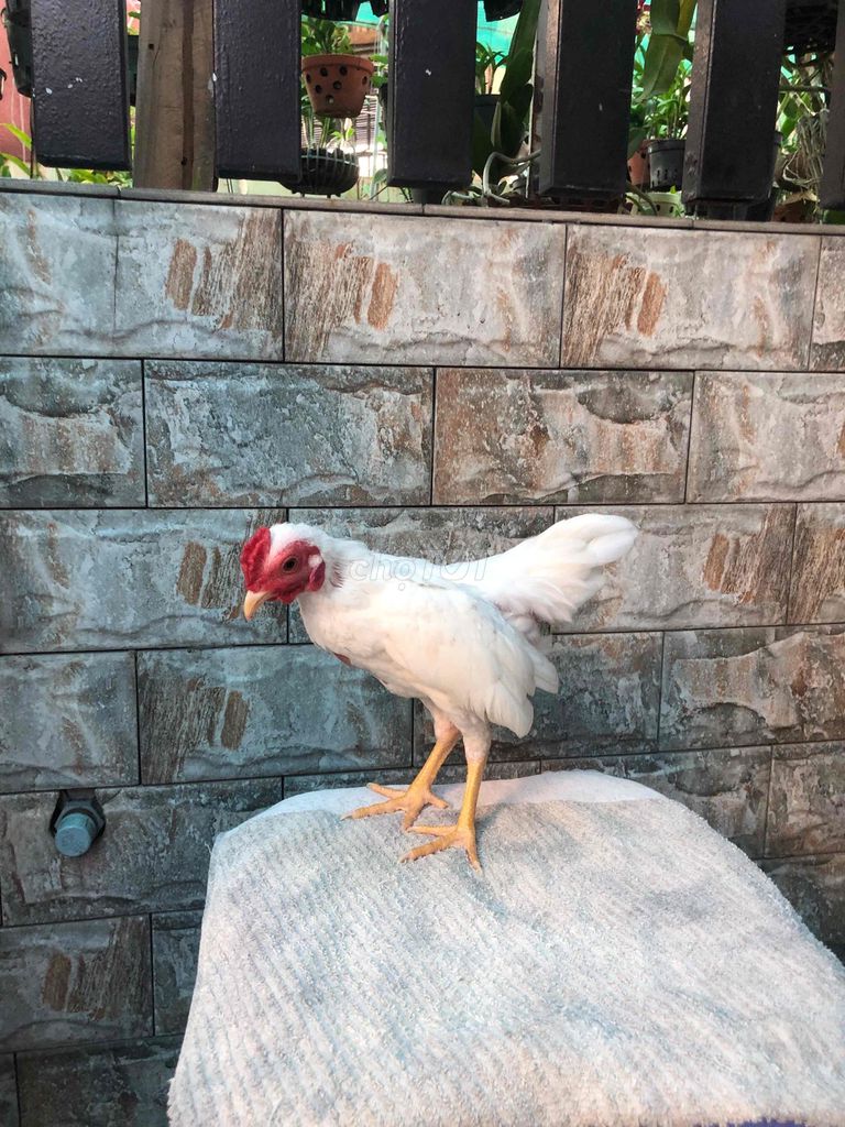 Gà cảnh nhỏ màu Trắng. Mua bán Gà tại Huyện Nhà Bè Tp Hồ Chí Minh được đăng bởi LÊ VĂN GIÀU hình 1