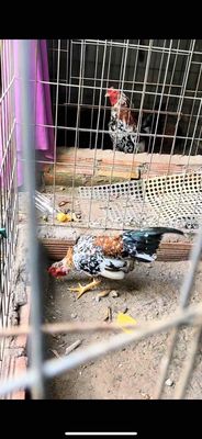 Gà Tre Bắc 5 lạng