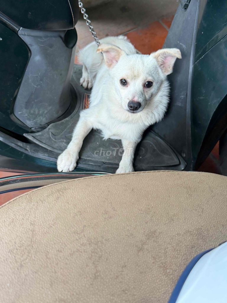 Chó cái đã tiêm đầy đủ. Mua bán Chó tại Quận Hoàng Mai Hà Nội được đăng bởi Kiều Dương hình 1