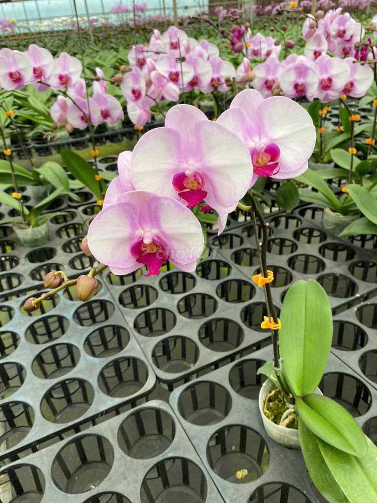 Hoa lan Hồng trắng Lâm Đồng Đang nở. Mua bán Cây cảnh, đồ trang trí tại Thành phố Bảo Lộc Lâm Đồng được đăng bởi Khổng Như Tần  hình 1