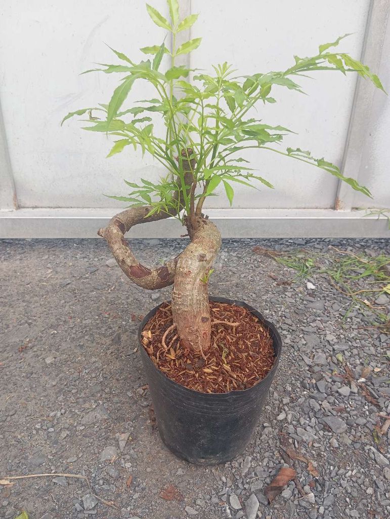 Cây cảnh Cây cóc thân co lắc trồng làm cảnh. Mua bán Cây cảnh, đồ trang trí tại Huyện Củ Chi Tp Hồ Chí Minh được đăng bởi LT hình 1