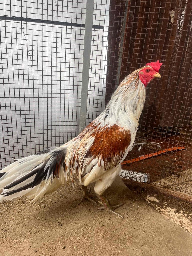 Bướm chân xanh 2k4-2k5 tay tròn lông mới. Mua bán Gà tại Thành phố Sóc Trăng Sóc Trăng được đăng bởi Phú Quí hình 1