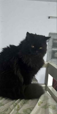 MaineCoon lai ALD