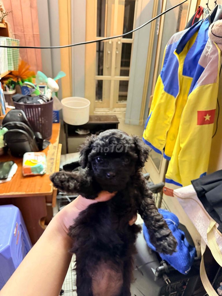 Chó Poodle Đen. Mua bán Chó tại Quận Tân Phú Tp Hồ Chí Minh được đăng bởi Trung Hậu hình 1