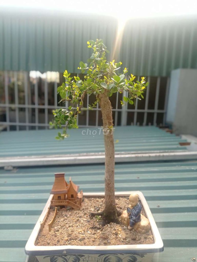 Cây Hải châu bonsai