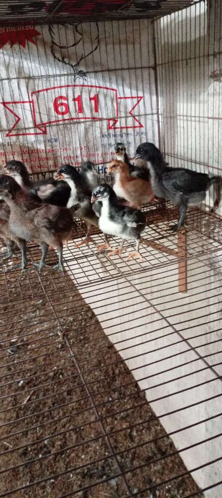 Gà con Peru rặc 2-3 tuần tuổi. Mua bán Gà tại Huyện Hóc Môn Tp Hồ Chí Minh được đăng bởi FB Huy Cuong Peru Gallos hình 1