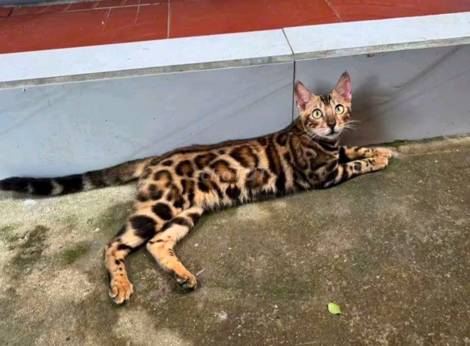 Mèo Bengal bố mẹ nhập Nga 3-11 tháng siêu đẹp. Mua bán Mèo tại Huyện Chơn Thành Bình Phước được đăng bởi Thú Cưng Độc Đẹp Hiếm PND hình 1