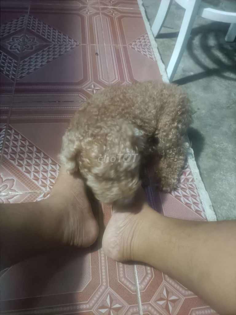 Chó Poodle đực đã tiêm phòng. Mua bán Chó tại Thành phố Bà Rịa Bà Rịa - Vũng Tàu được đăng bởi Nguyễn Minh  hình 1