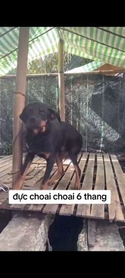 Cho rottweile đực choai. Mua bán Chó tại Thành phố Mỹ Tho Tiền Giang được đăng bởi thuy tran