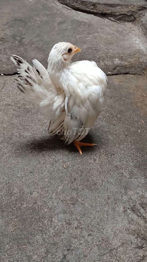 Gà serama mái chuối . Mua bán Gà tại Thành phố Trà Vinh Trà Vinh được đăng bởi Sơn hình 1