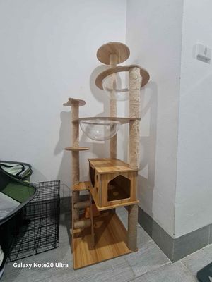 cây leo cho mèo bằng gỗ