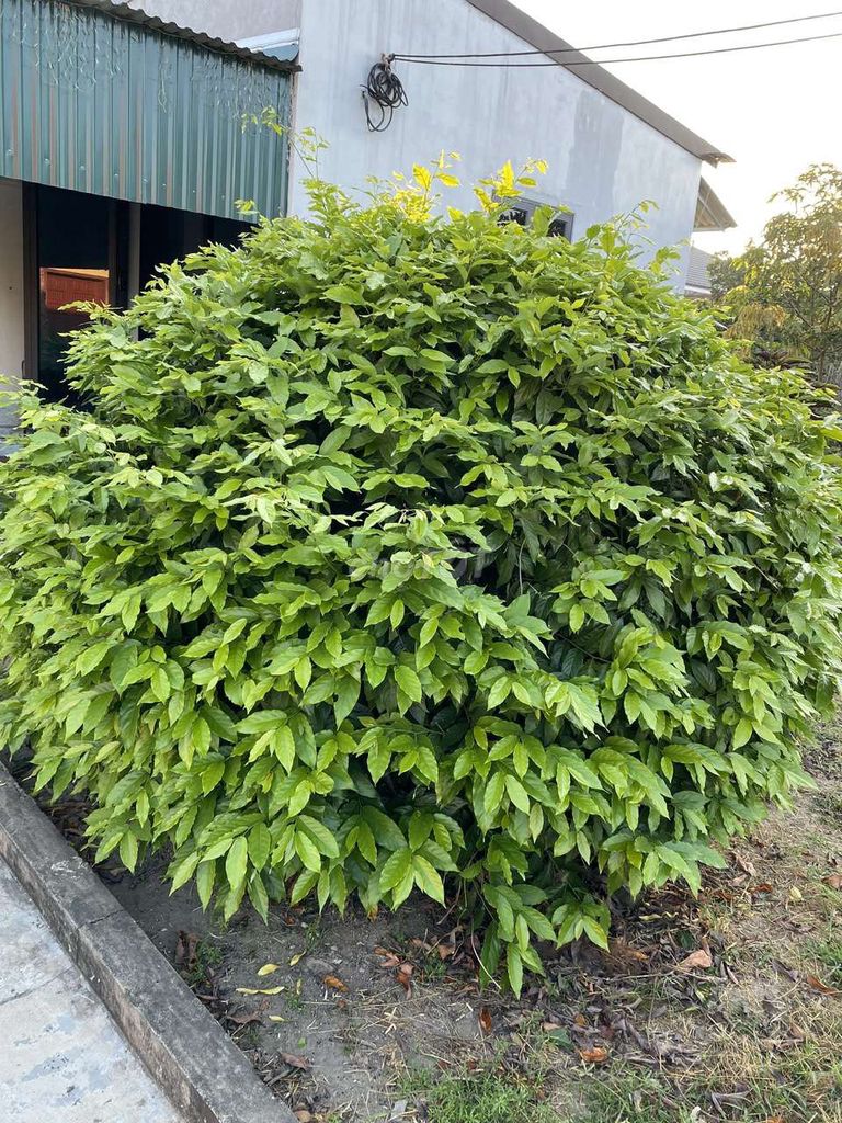 Cây dẻ 5 năm đã ra hoa. Mua bán Cây cảnh, đồ trang trí tại Huyện Nghi Xuân Hà Tĩnh được đăng bởi Nguyễn thoa hình 1
