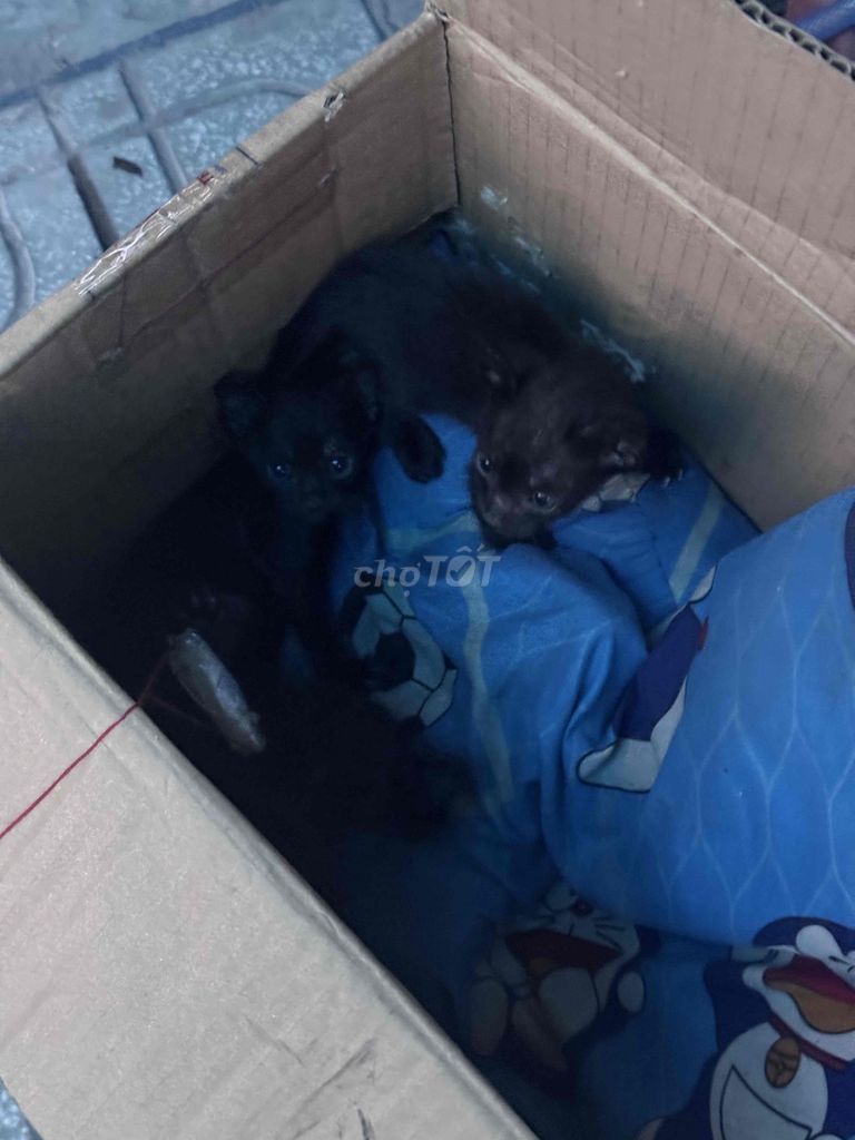 Mèo Đen mun khỏe mạnh nhanh nhẹn. Mua bán Mèo tại Thành phố Thủ Đức Tp Hồ Chí Minh được đăng bởi Nguyễn Thị Xuân Hương hình 1