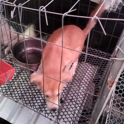 2 Chó Vàng nâu và trắng nâu. Mua bán Chó tại Thành phố Long Xuyên An Giang được đăng bởi Nguyễn Thành Công 