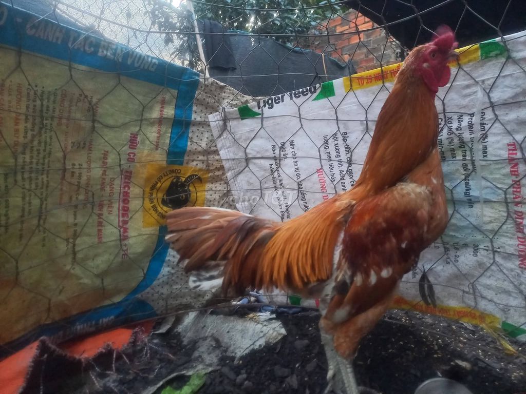 Gà đá. Mua bán Gà tại Quận Hải Châu Đà Nẵng được đăng bởi Anh hình 1