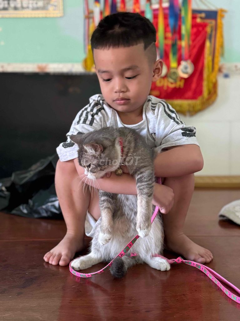 Mèo Anh lông ngắn 4 tháng đã tiêm. Mua bán Mèo tại Huyện Vĩnh Cửu Đồng Nai được đăng bởi Đào thanh lâm hình 1