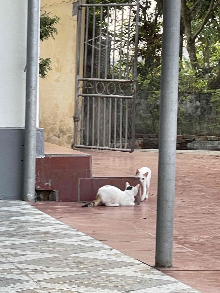 mèo tam thể trắng nhiều