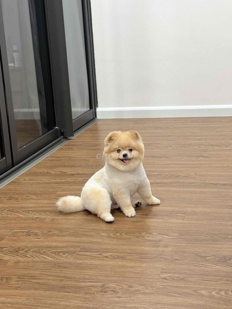Chó Phốc Sóc đã thiến 2 tuổi. Mua bán Chó tại Huyện Gia Lâm Hà Nội được đăng bởi Trang Trần hình 1