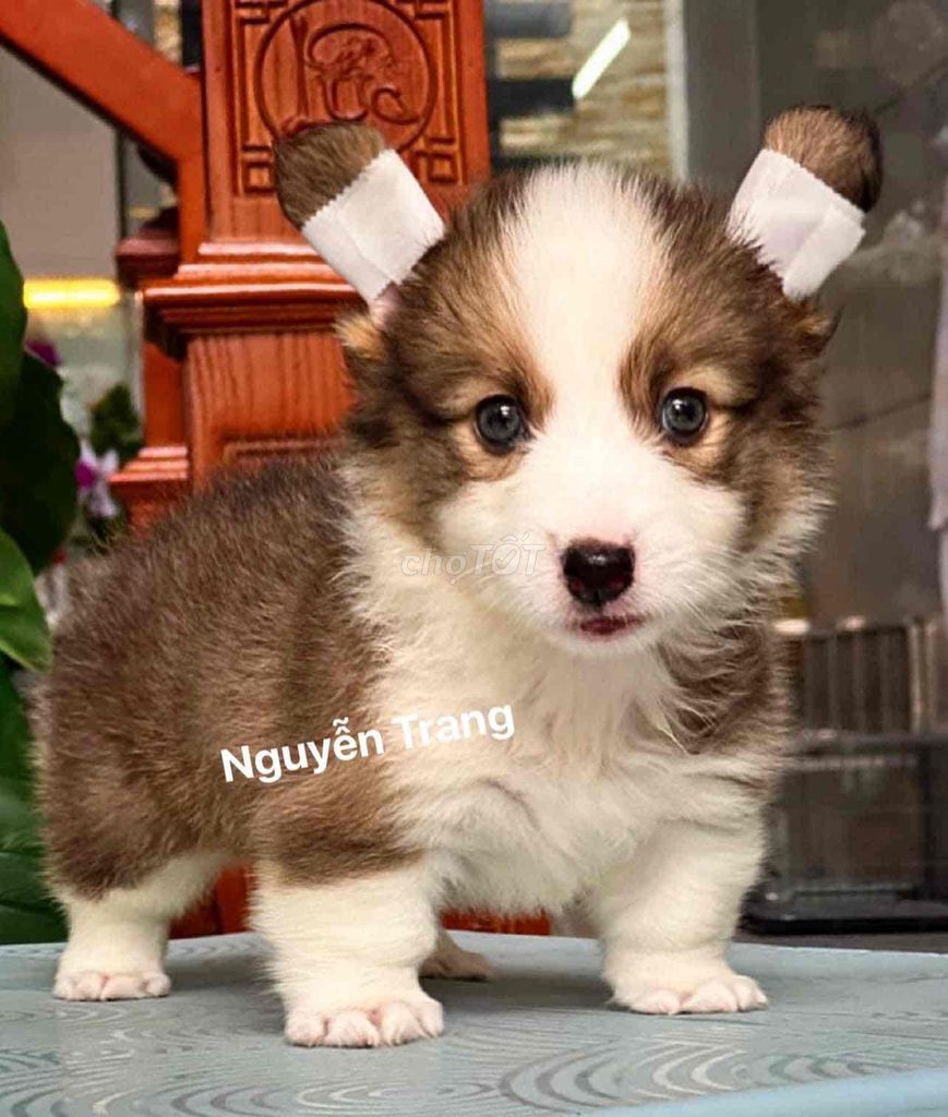 chó corgi thuần chủng xiu kute. Mua bán Chó tại Quận Bình Tân Tp Hồ Chí Minh được đăng bởi Trang  hình 3