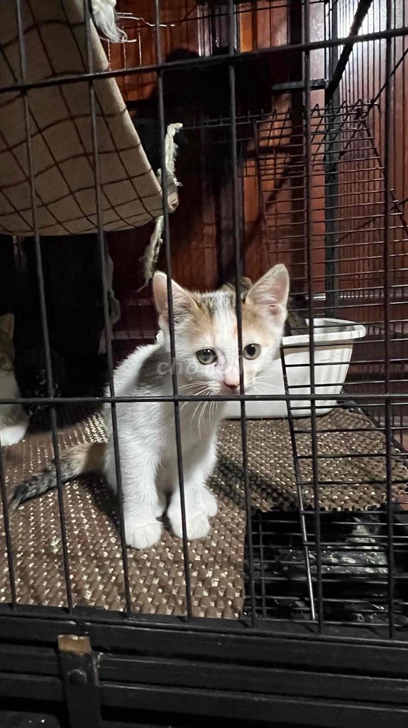 Mèo lai cái 2 tháng tuổi. Mua bán Mèo tại Thành phố Thủ Đức Tp Hồ Chí Minh được đăng bởi huy hình 1