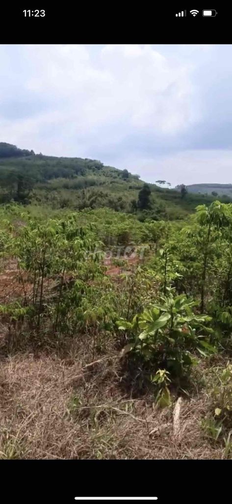 cho thuê 100ha đất đỏ bazan có nguồn sông suối đất bằng phẳng đak nong. Cho thuê đất tại Huyện Tuy Đức Đắk Nông được đăng bởi Hoàng Hải  hình 2