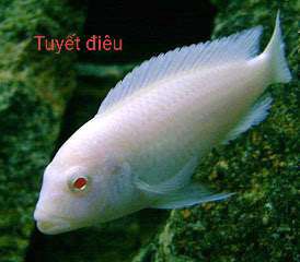 Cá Ali trắng mắt đỏ