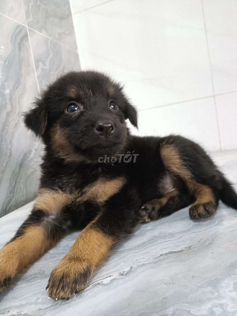 Chó Becgie F1  đẹp ngầu 1,5 tháng tuổi ăn giỏi. Mua bán Chó tại Quận 6 Tp Hồ Chí Minh được đăng bởi Tăng Chí Lương  hình 1