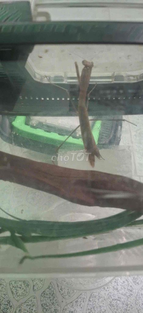 Bọ ngựa L8 Nâu Việt Nam. Mua bán Thú cưng khác tại Quận 10 Tp Hồ Chí Minh được đăng bởi Pet Shop hình 1
