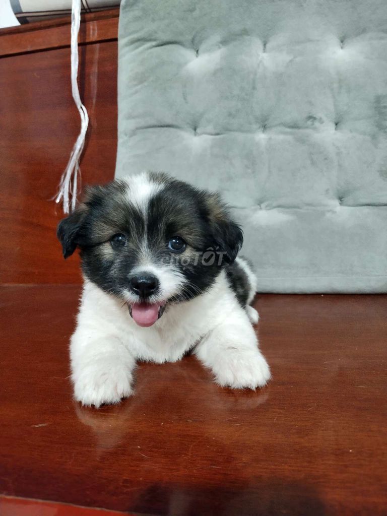 Bé corgi nhỏ nhắn chân lùn tịt dễ thương