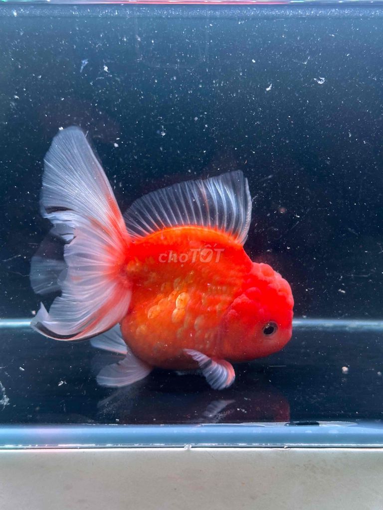 oranda lụa gần 4 ngón 300k