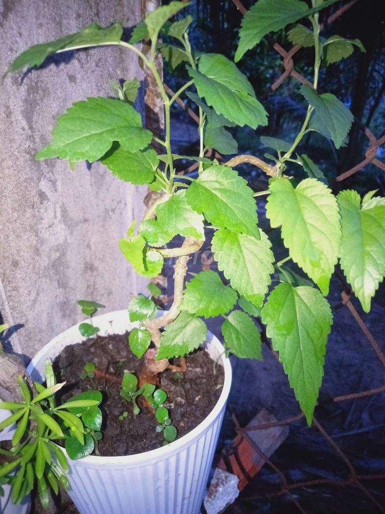 Cây cảnh Dâu tằm siêu trái. Mua bán Cây cảnh, đồ trang trí tại Huyện Cái Bè Tiền Giang được đăng bởi Quốc Sự hình 1