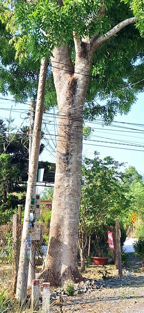 Cây cảnh Xà cừ 6.5m Tây Ninh. Mua bán Cây cảnh, đồ trang trí tại Huyện Gò Dầu Tây Ninh được đăng bởi Phố hình 1
