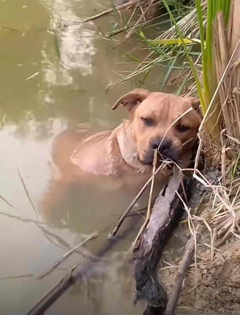 Yamaha PG-1 2024 Nâu 11500 km. Mua bán Xe máy tại Quận Thanh Khê Đà Nẵng được đăng bởi phạm bá Thành hình 3