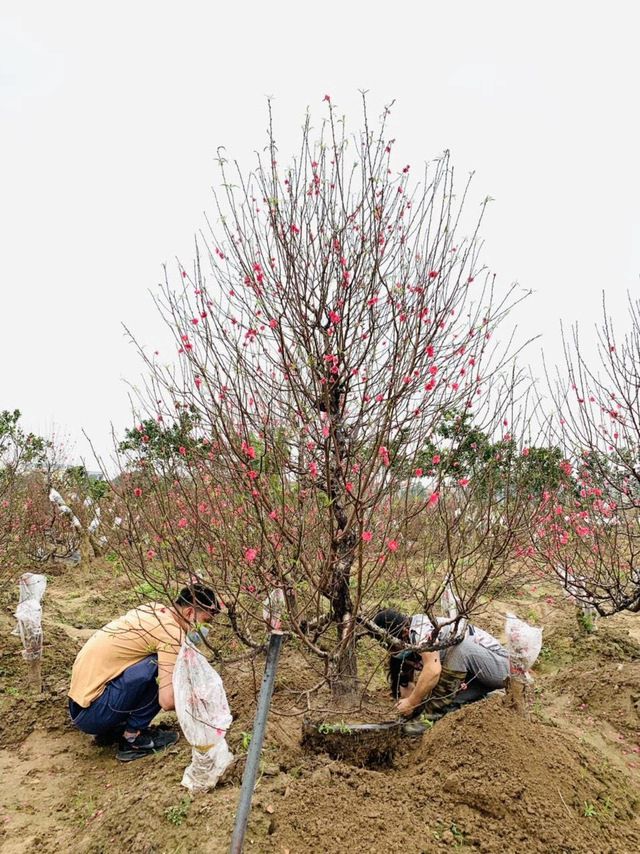 Bán đất nông nghiệp mặt tiền 14m tại Nội Thôn, Thường Tín