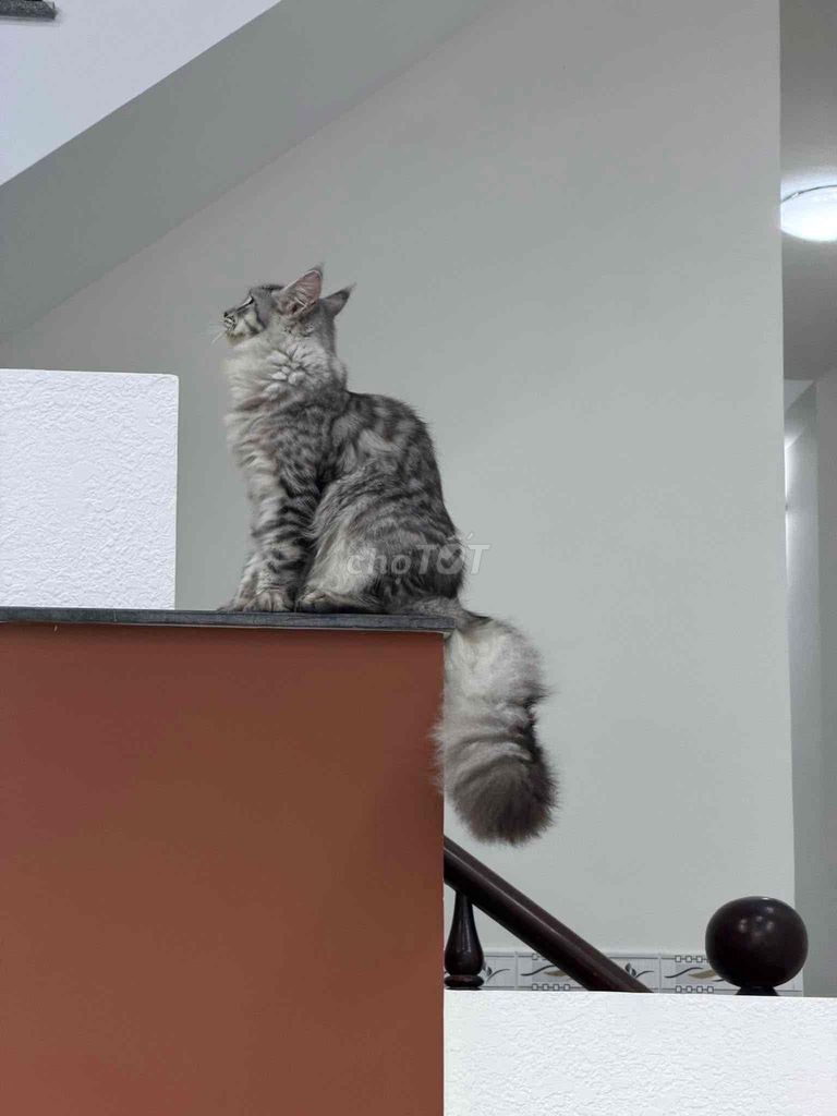 Mèo Mainecoon Xám vằn 6 tháng đã tiêm. Mua bán Mèo tại Thành phố Thủ Đức Tp Hồ Chí Minh được đăng bởi Corbin hình 1