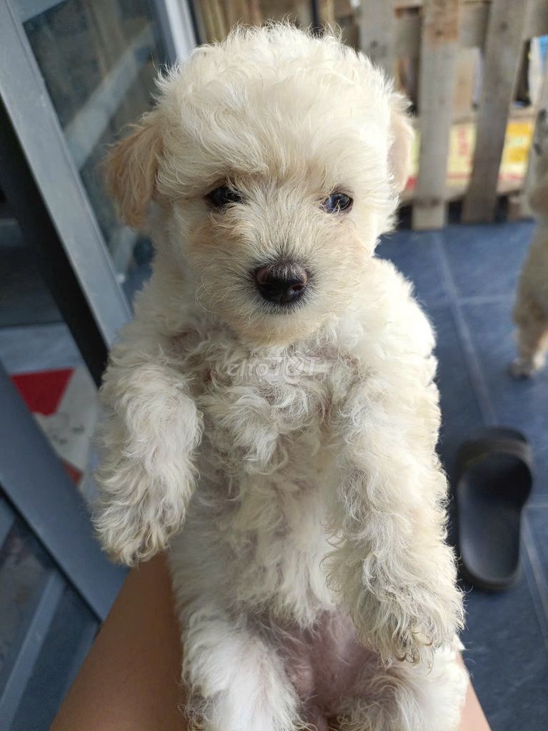 Chó Poodle vàng kem. Mua bán Chó tại Huyện Châu Thành Tây Ninh được đăng bởi Quang Chính Bùi hình 1