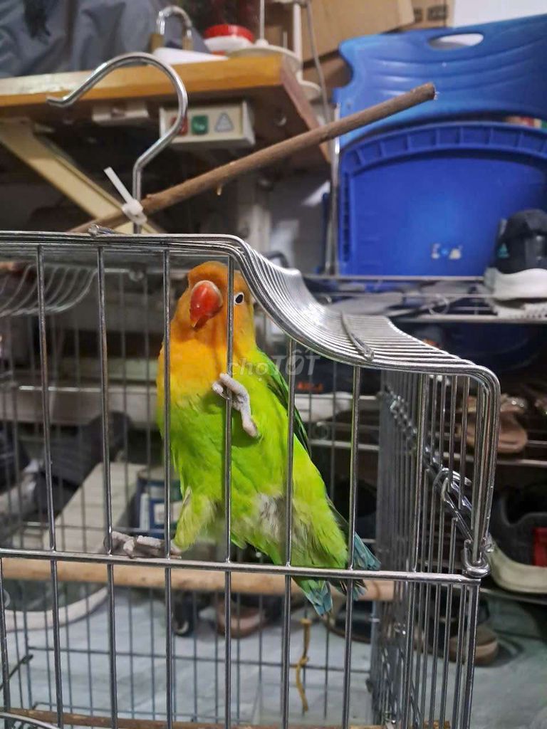 Lovebird có viền giá ra đi 400k miễn trả giá