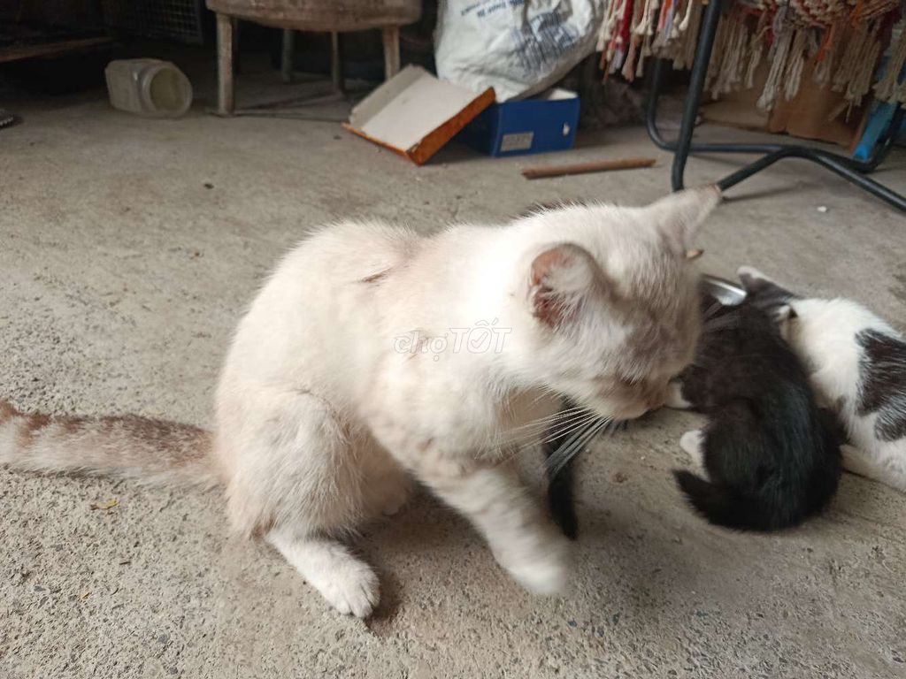 Mèo lai 4 tháng tuổi đã tiêm. Mua bán Mèo tại Huyện Chương Mỹ Hà Nội được đăng bởi Phong hao hình 1