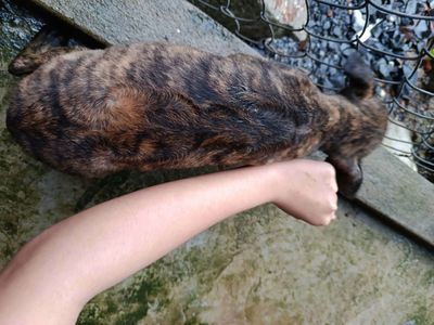 Chó Phú Quốc vằn 2 tháng lưỡi đốm - 134854868