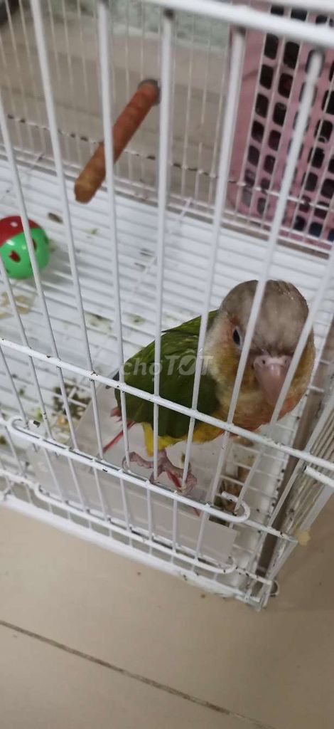Vẹt Green Cheek Pineapple Đa sắc. Mua bán Chim tại Thành phố Bạc Liêu Bạc Liêu được đăng bởi Ngọc Đạt hình 1