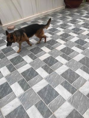 Chó Becgie cái 25-27kg