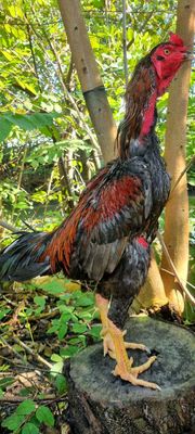 Gà đòn nọc chân vuông trạng 4kg5. Mua bán Gà tại Huyện Củ Chi Tp Hồ Chí Minh được đăng bởi Chicken Shop 