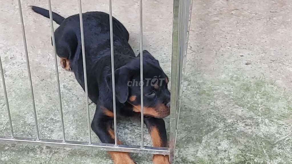 KG.Rottweiler Rặt.RG