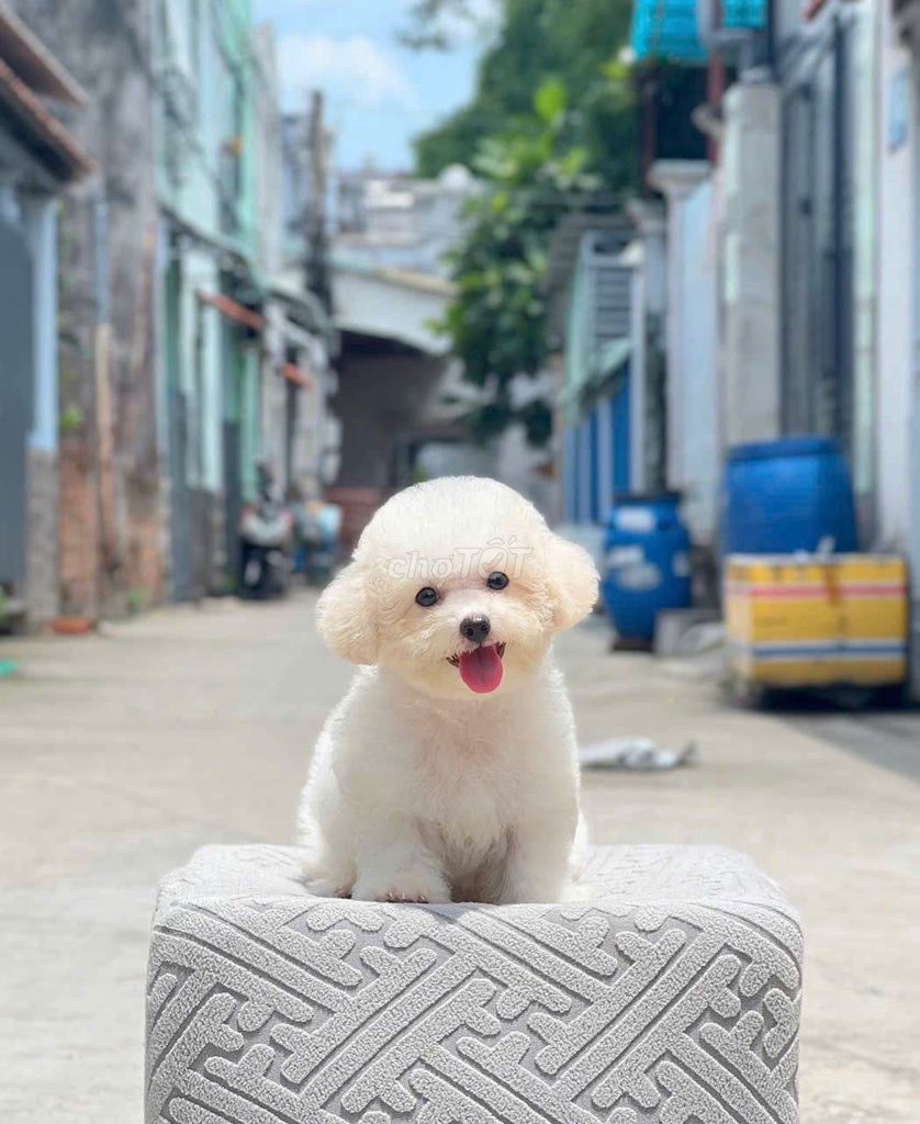 poodle Thuần Chủng. Mua bán Chó tại Thành phố Thuận An Bình Dương được đăng bởi THUẬN pet hình 1