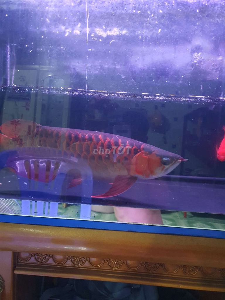 Huyết long. Mua bán Thú cưng khác tại Huyện Củ Chi Tp Hồ Chí Minh được đăng bởi Tên chưa cung cấp hình 4